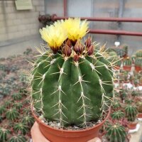 Ferocactus schwarzii XL