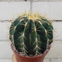 Ferocactus schwarzii XL