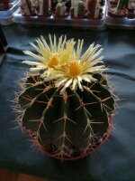 Ferocactus schwarzii XL