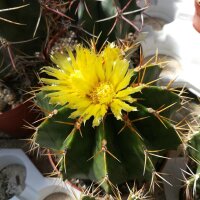 Ferocactus schwarzii XL