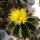 Ferocactus schwarzii XL