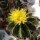 Ferocactus schwarzii XL