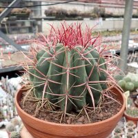 Ferocactus stainesii XL