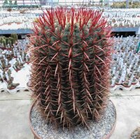 Ferocactus stainesii XL