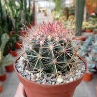 Ferocactus stainesii v. pilosus XL Mexiko, San Luis Potosi