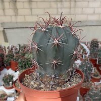 Ferocactus townsendianus El Cien, BC del Sur