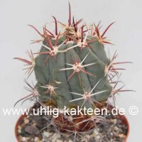 Ferocactus townsendianus El Cien, BC del Sur