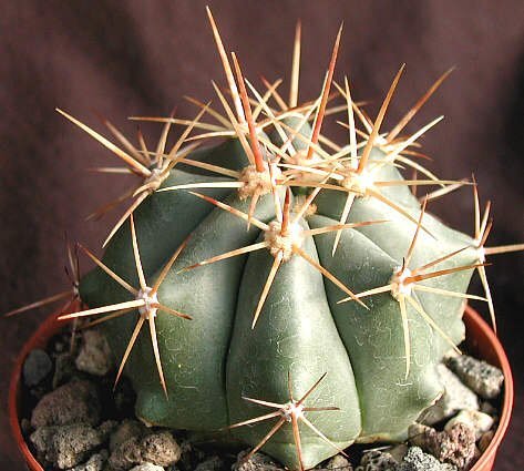 Ferocactus townsendianus km 135, Microonda El Rifle