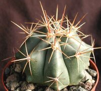 Ferocactus townsendianus km 135, Microonda El Rifle