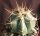 Ferocactus townsendianus km 135, Microonda El Rifle