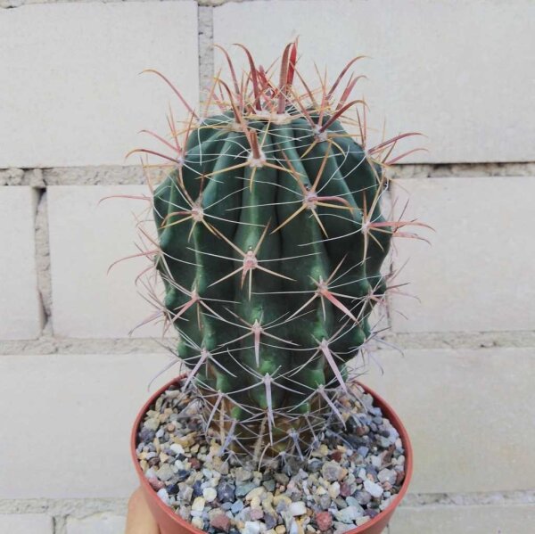 Ferocactus townsendianus km 36, Microonda Matape