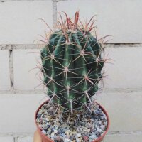 Ferocactus townsendianus km 36, Microonda Matape