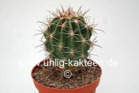 Ferocactus townsendianus km 36, Microonda Matape
