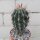 Ferocactus townsendianus km 36, Microonda Matape