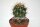 Ferocactus townsendianus km 36, Microonda Matape