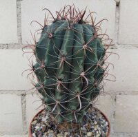 Ferocactus townsendianus km 5, Microonda - El Carrizal