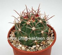 Ferocactus townsendianus X santa-maria
