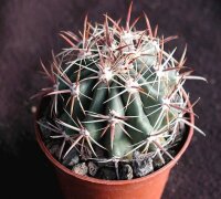 Ferocactus townsendianus ? Puerto Chale