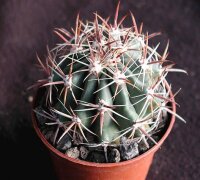 Ferocactus townsendianus ? Puerto Chale