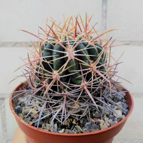 Ferocactus viridescens Südwestliches San Diego County, California. USA., und nordwestliches Niederkalifornien, Mexico, in Küstennähe, auf Felsen und im Dornbusch, in Höhenlagen von 0 bis 150 m