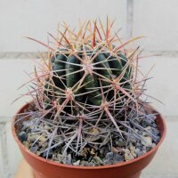 Ferocactus viridescens Südwestliches San Diego...