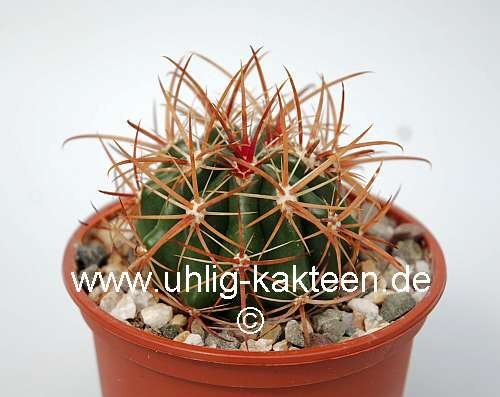 Ferocactus viridescens v. littoralis De Herdt