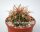 Ferocactus viridescens v. littoralis De Herdt