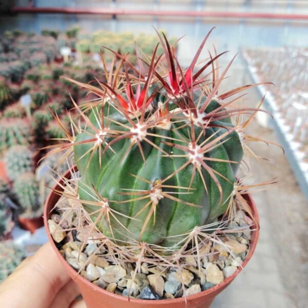 Ferocactus viridescens v. littoralis