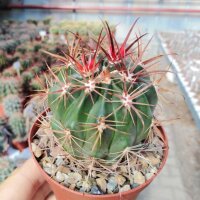 Ferocactus viridescens v. littoralis