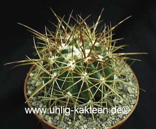 Ferocactus viridescens v. littoralis La Bufadora, BC-del Norte