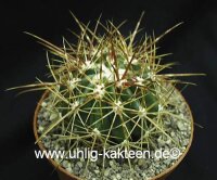 Ferocactus viridescens v. littoralis La Bufadora, BC-del...