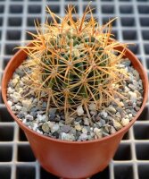 Ferocactus viridescens v. littoralis DH 351