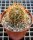 Ferocactus viridescens v. littoralis DH 351