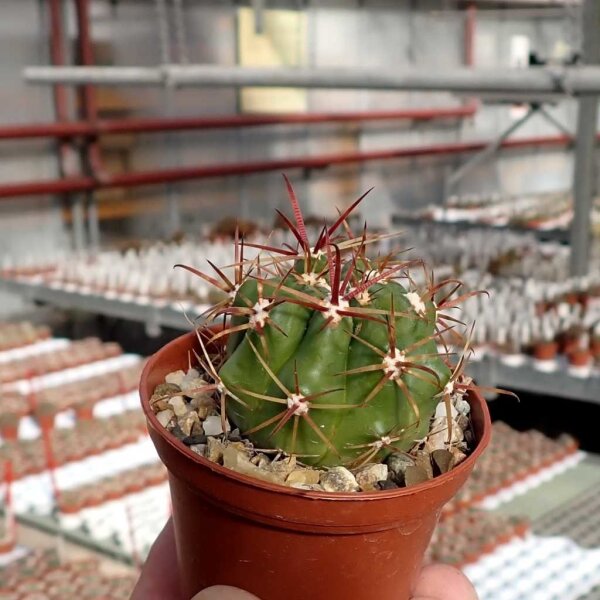 Ferocactus viridescens v. littoralis San Telmo