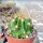 Ferocactus viridescens v. littoralis San Telmo