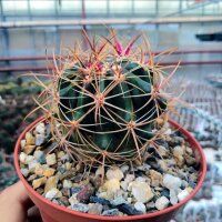 Ferocactus viridescens v. littoralis-Hybr.
