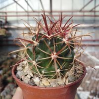 Ferocactus viridescens v. orcuttii Valle de las Palmas,...