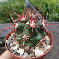 Ferocactus viridescens v. orcuttii Valle de las Palmas,...