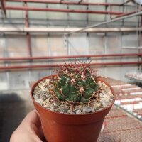 Ferocactus viridescens v. orcuttii Valle de las Palmas, Baja California, Mx
