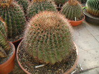 Ferocactus wislizeni Solitär