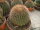 Ferocactus wislizeni Solitär