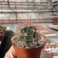 Ferocactus X lecontei Born 453