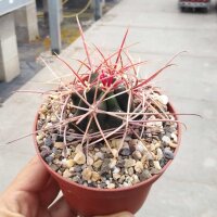 Ferocactus X lecontei Born 453