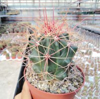 Ferocactus X lecontei Nr.27