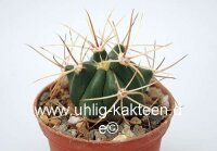 Ferocactus X lecontei Nr.27
