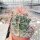 Ferocactus X lecontei Nr.27