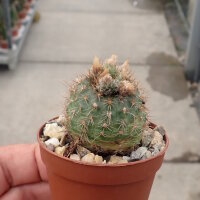 Frailea pygmaea v. aurea Gf 881