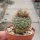 Frailea pygmaea v. aurea Gf 881