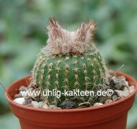 Frailea pygmaea v. curvispina FS 004
