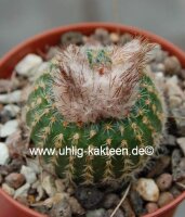 Frailea pygmaea v. curvispina FS 004